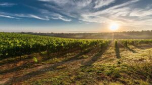 vendanges avec la grande jaugue